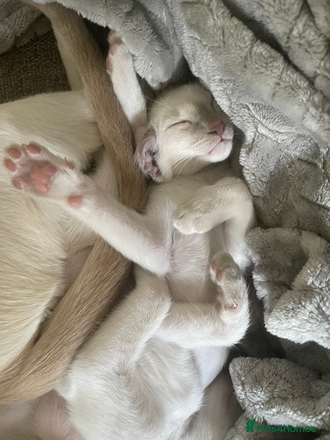 Siamese cats for sale: Lovely Siamese kittens🩵 in Leeds - Image 6