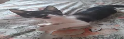Mixed Breed cats for sale: 1 Gorgeous Female Kitten - Advert 8