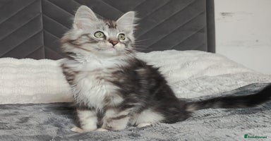 Maine Coon cats in Glasgow - Advert 15