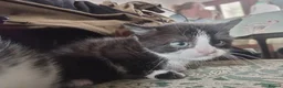 Mixed Breed cats for sale: Beautiful kittens looking for new home  - Advert 3