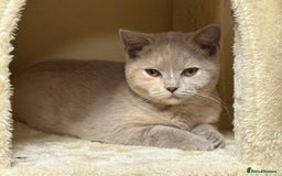 British Shorthair cats for sale: Adorable British Shorthair Kitten GCCF Registered  - Image 2