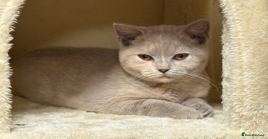 British Shorthair cats - Advert 1