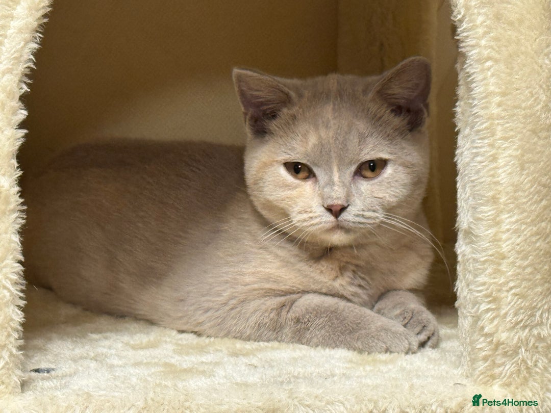 British Shorthair cats for sale: Adorable British Shorthair Kitten GCCF Registered  - Image 2
