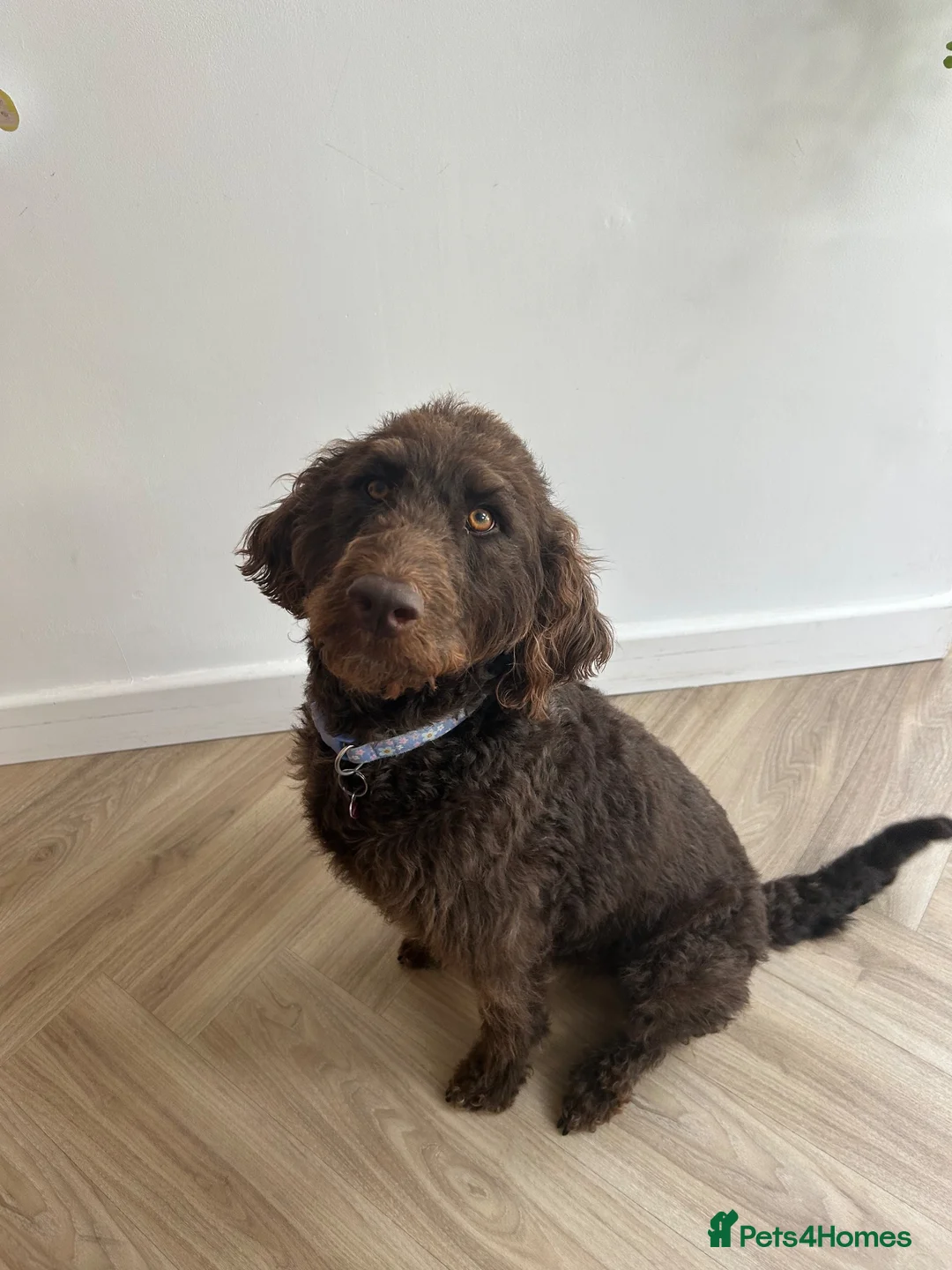 Labradoodle dogs for sale: Labradoodle puppies LAST 1 remaining! - Advert 1
