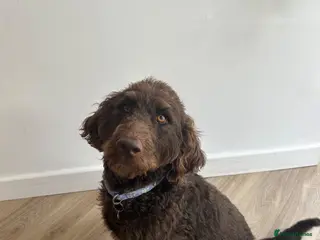 Labradoodle dogs Labradoodle puppies LAST 1 remaining! - Advert 1