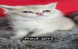 British Shorthair cats for sale: BSH GOLDEN KITTENS - Advert 7