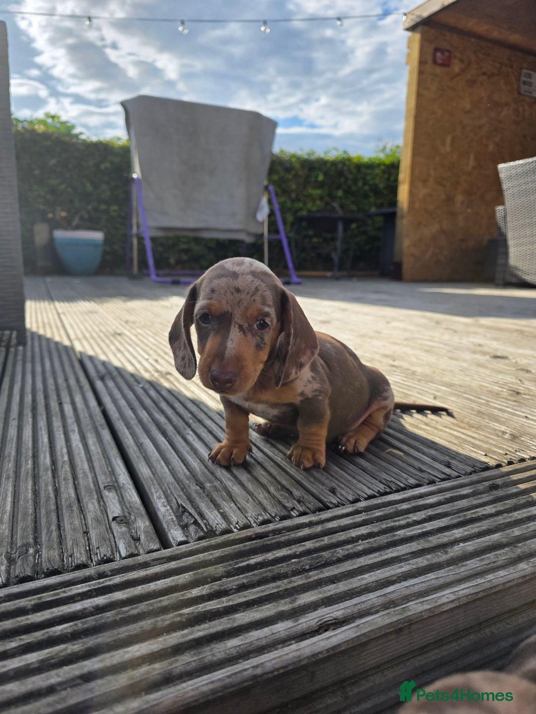Miniature Dachshund dogs for sale: 3 left mini dachshund BOYS KC READY NOW   - Image 38