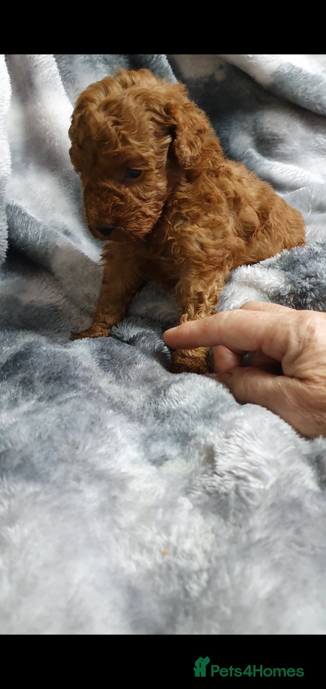 Toy Poodle dogs for sale: ASIAN CHAMPION lineage, KC registered Toy Poodles - Advert 13