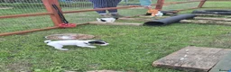 Jack Russell dogs for sale: Tess & jacks puppies - Advert 10