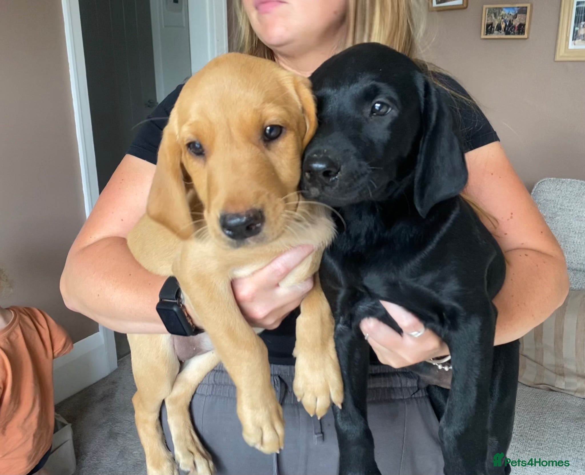 Labrador Retriever dogs Champion Labrador puppies - Advert 1