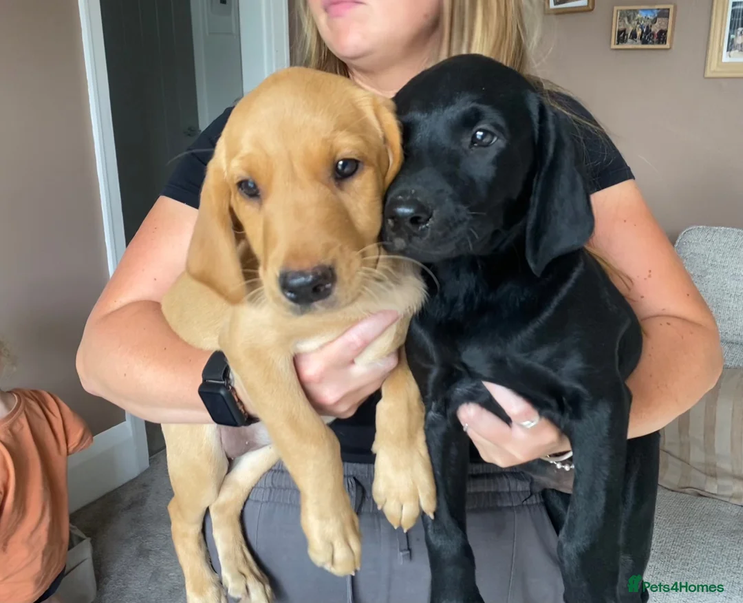 Labrador Retriever dogs for sale: Champion Labrador puppies - Advert 1