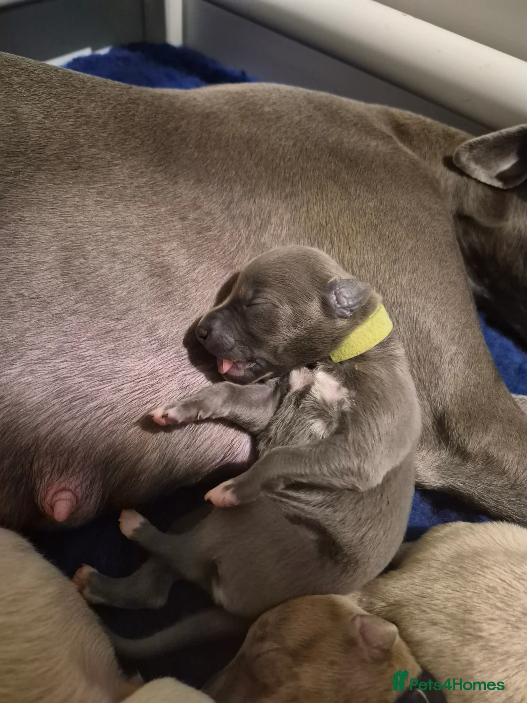 Whippet dogs for sale: KC Whippet Puppies - Champion Lines - Advert 8