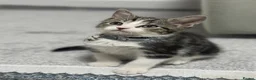 Domestic Shorthair cats for sale: Kitten for sale in Brierley Hill - Advert 7