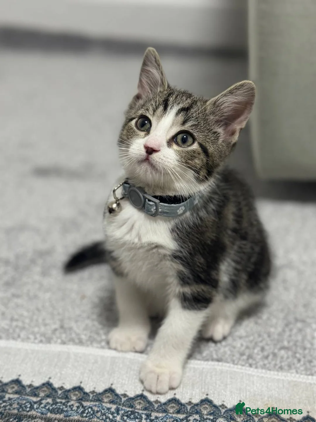 Domestic Shorthair cats for sale: Kitten for sale in Brierley Hill - Advert 7