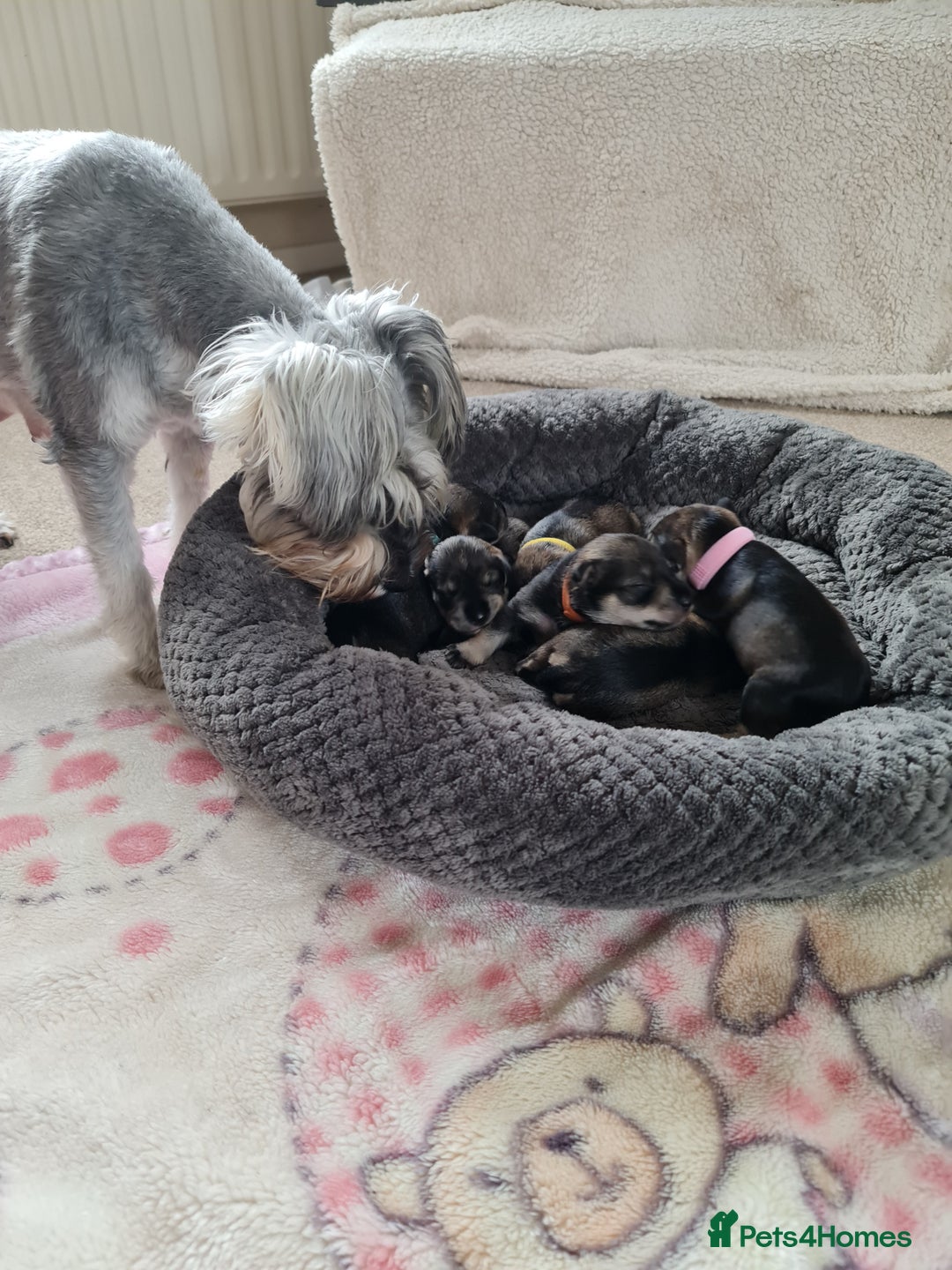 Miniature Schnauzer dogs for sale: Beautiful KC Reg. Miniature Schnauzer Puppies - Advert 24