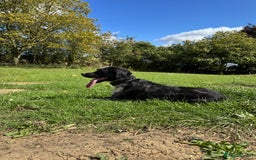 Cocker Spaniel dogs for stud: Proven Merle Cocker Spaniel For Stud in Trimdon Station - Image 12