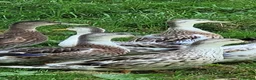 Ducks poultry for sale: Miniature Silver Appleyard Ducks for Sale in Stoke-on-Trent - Advert 2