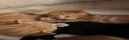 Domestic Shorthair cats for sale: 3 gorgeous Ginger Boys and one Black - Advert 13