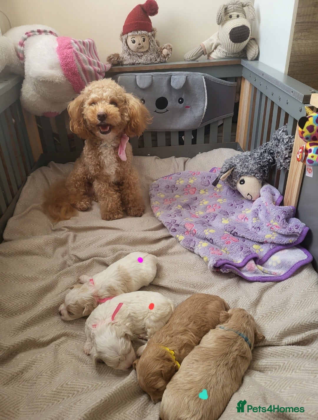 Maltipoo dogs for sale: Toy maltipoo puppies  - Advert 21