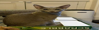 Clooney