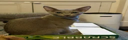 Russian Blue cats for sale: 2 Beautiful Russian Blue Kittens, 5 months old in London - Advert 9