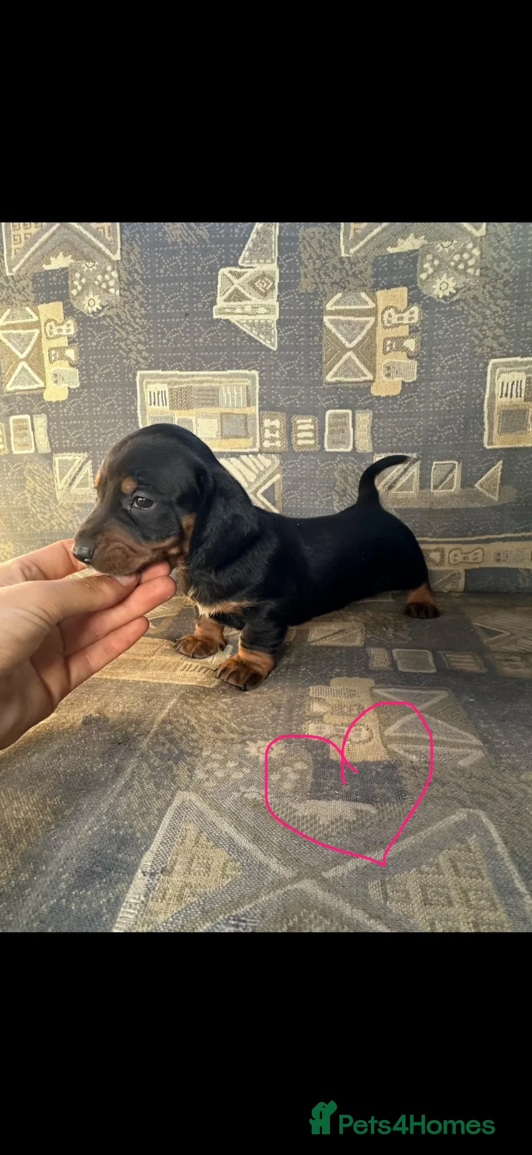 Dachshund dogs for sale: Beautiful dachshund puppies unusual colours  in Ammanford - Advert 10