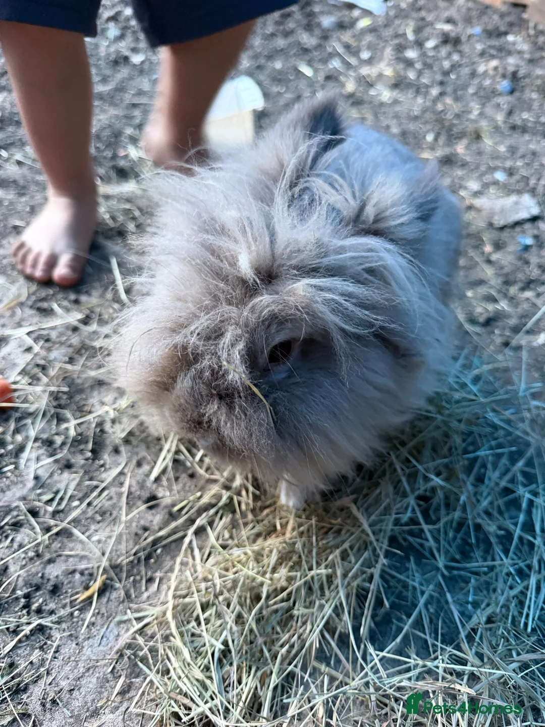 Lionhead rabbits for sale: One beautiful male lionhead ... and 2 babys  in Swindon - Advert 1