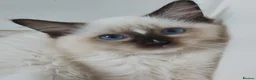 Ragdoll cats for sale: RAGDOLLS GIRL SEAL POINT BICOLOUR BLUE EYES  - Advert 3