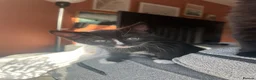 Mixed Breed cats for sale: Black and white female kittens for sale - Advert 6