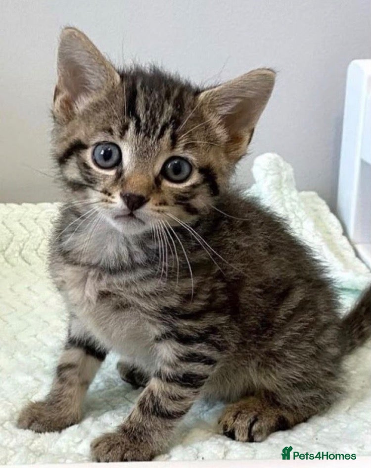 Mixed Breed cats for sale: Cute tabby kittens (8 weeks old) - Advert 4
