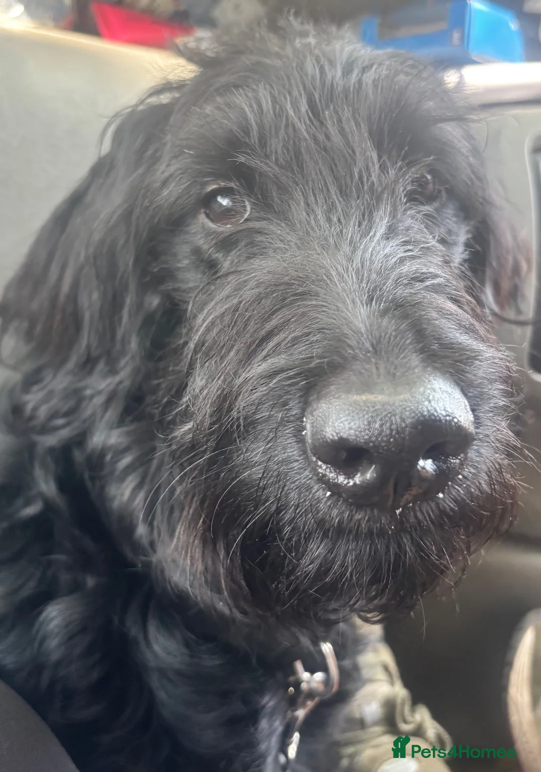 Goldendoodle dogs for sale: Female Goldendoodle - Advert 3