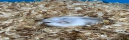 Hamster rodents for sale: Russian hamster  in London - Advert 2