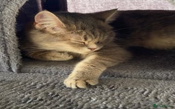 British Shorthair cats for sale: British Shorthair - Image 6