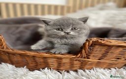British Shorthair cats for sale: CHAMPION HERITAGE BABIES  - Image 12