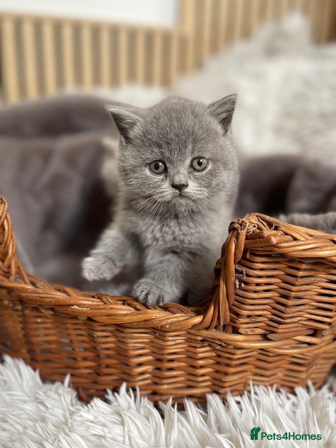 British Shorthair cats for sale: CHAMPION HERITAGE BABIES  - Image 12