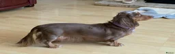 Dachshund dogs for sale: KC reg long hair dachshunds  - Advert 15