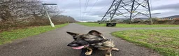 German Shepherd dogs for sale: 5yr old German shepherd looking for loving home - Advert 10