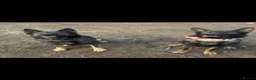 German Shepherd dogs for sale: Working Line GSD × Belgian Puppies – Ready Now - Advert 7