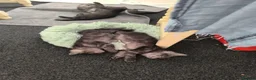 Mixed Breed cats for sale: Maine Coon cross Thai cat breed  - Advert 11
