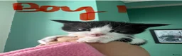 Mixed Breed cats for sale: Beautiful Fluffy Kittens  - Advert 4
