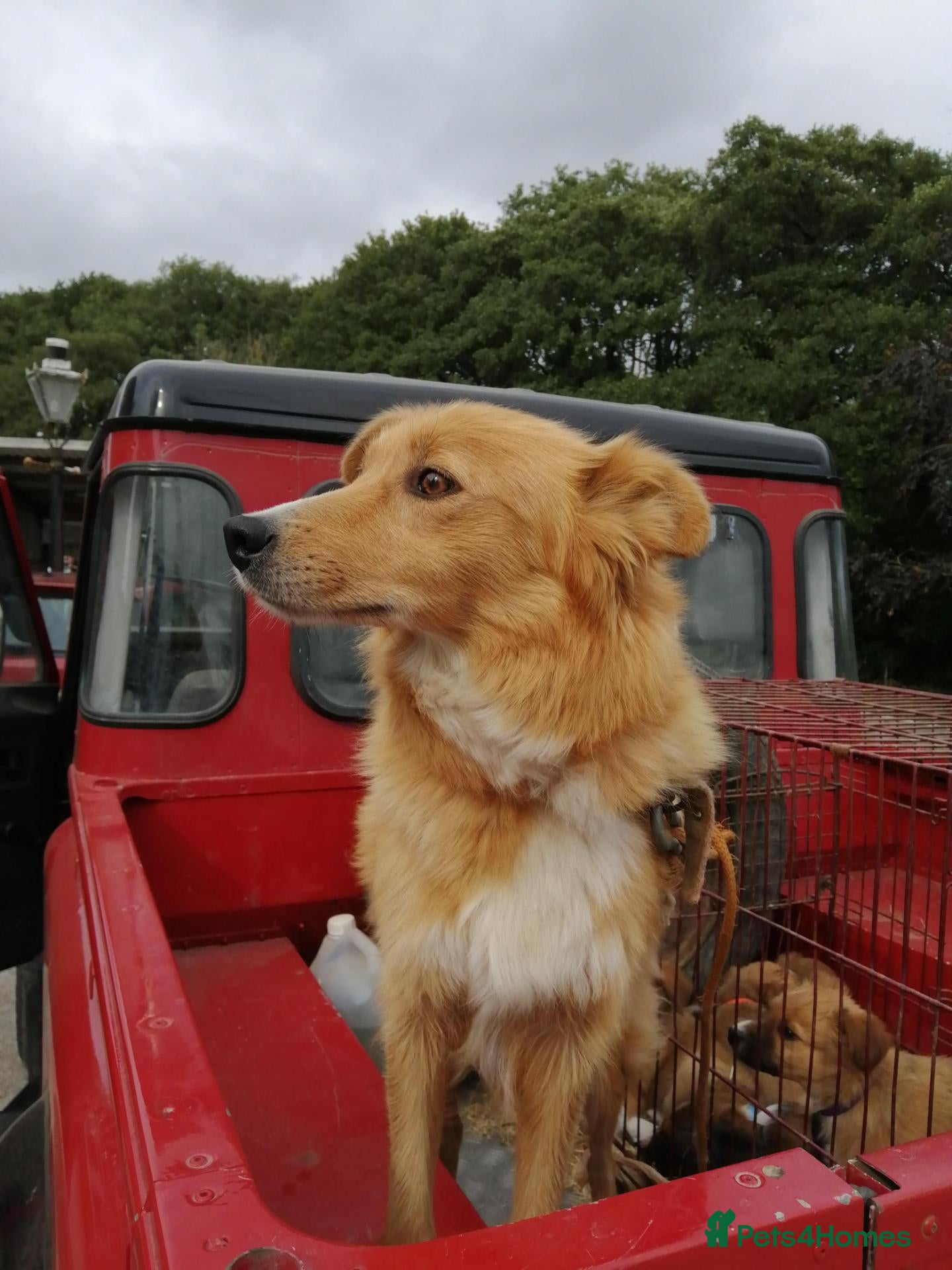 Welsh Collie dogs Welsh Red Collie pups - Advert 2