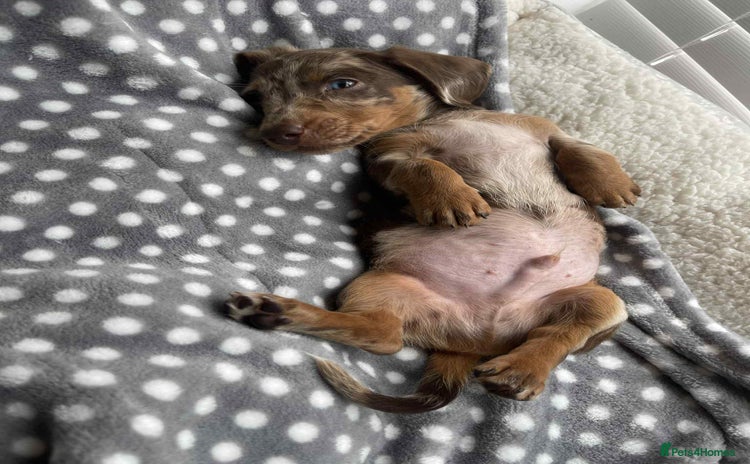 Dachshund dogs - Advert 7