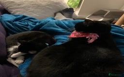 British Shorthair cats for sale: Juno and Minnie - Image 6