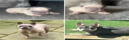 French Bulldog dogs for sale: Beautiful Frenchie boy only one @look@ - Advert 2