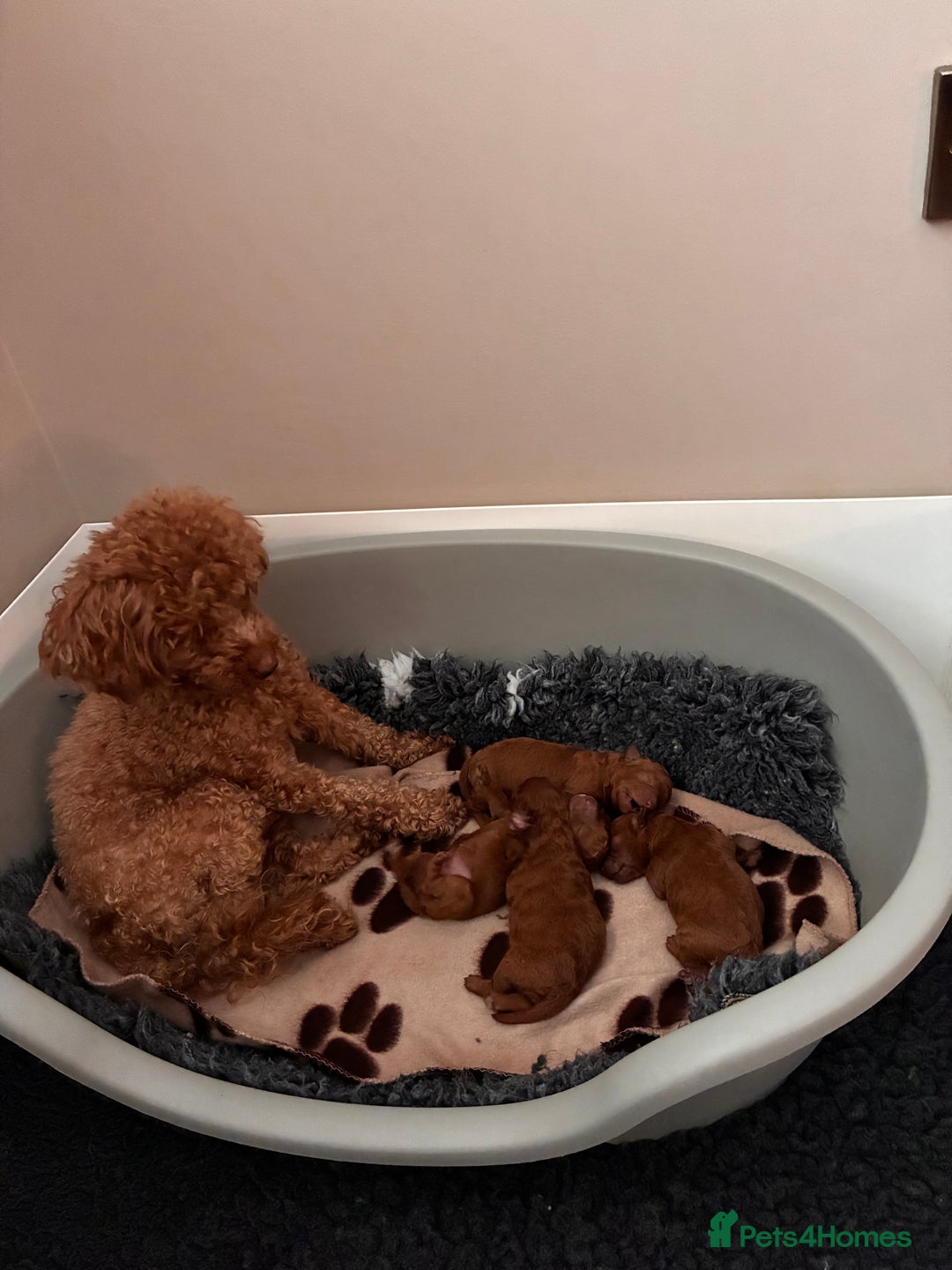 Toy Poodle dogs for sale: 5* Champion Bloodline  Asian Toy Poodles - Advert 8