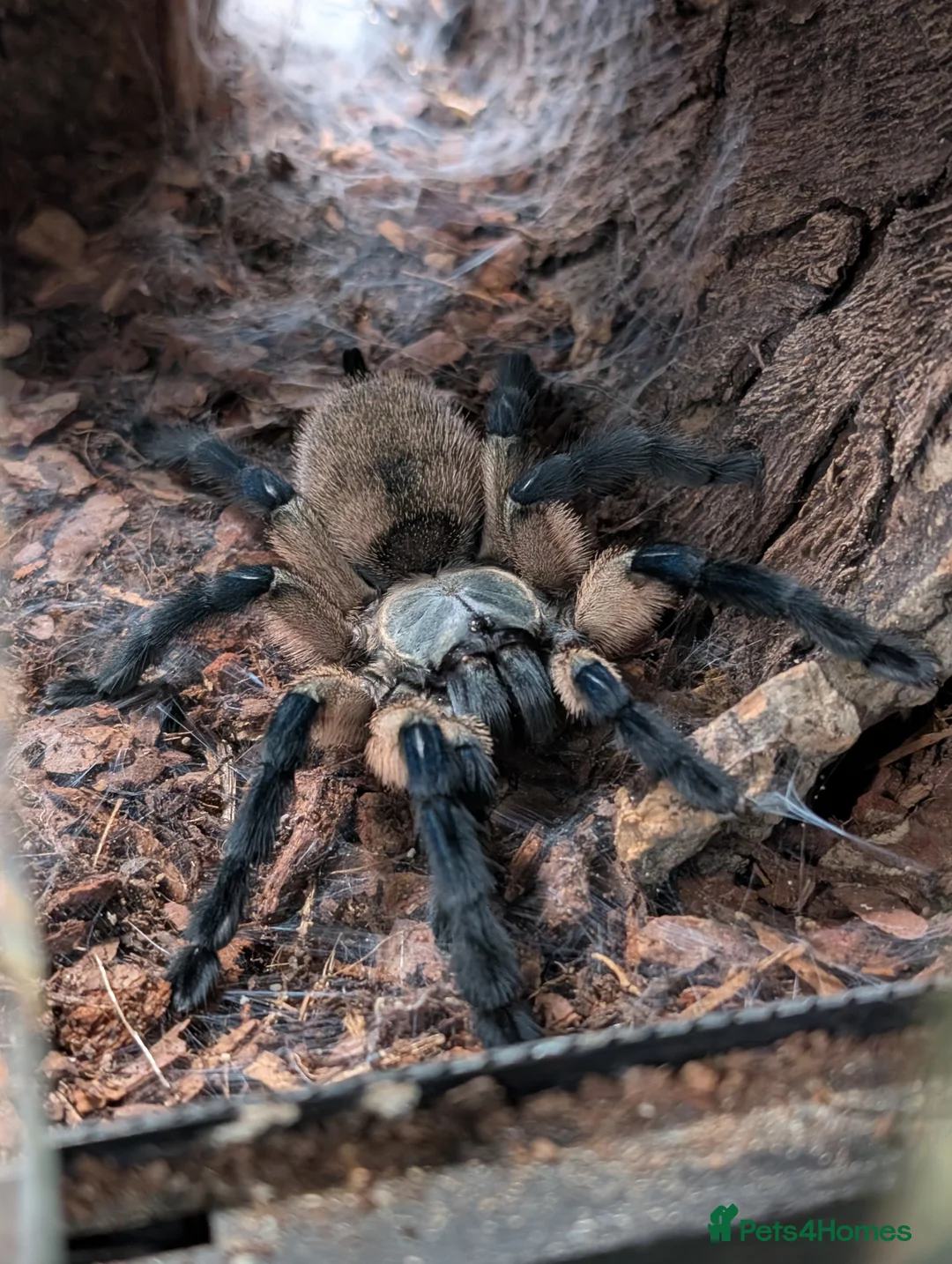 Spiders invertebrates for sale: Socotra Island Baboon Tarantula Pair in Stafford - Advert 4