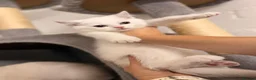 British Shorthair cats for sale: Beautiful kittens in Luton - Advert 16