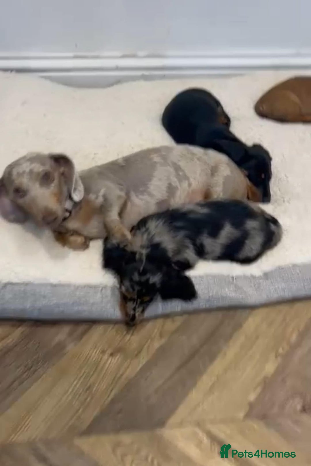 Miniature Dachshund dogs for sale: MAGNIFICENT LONG-HAIRED DACHSHUND PUPPIES - Advert 7