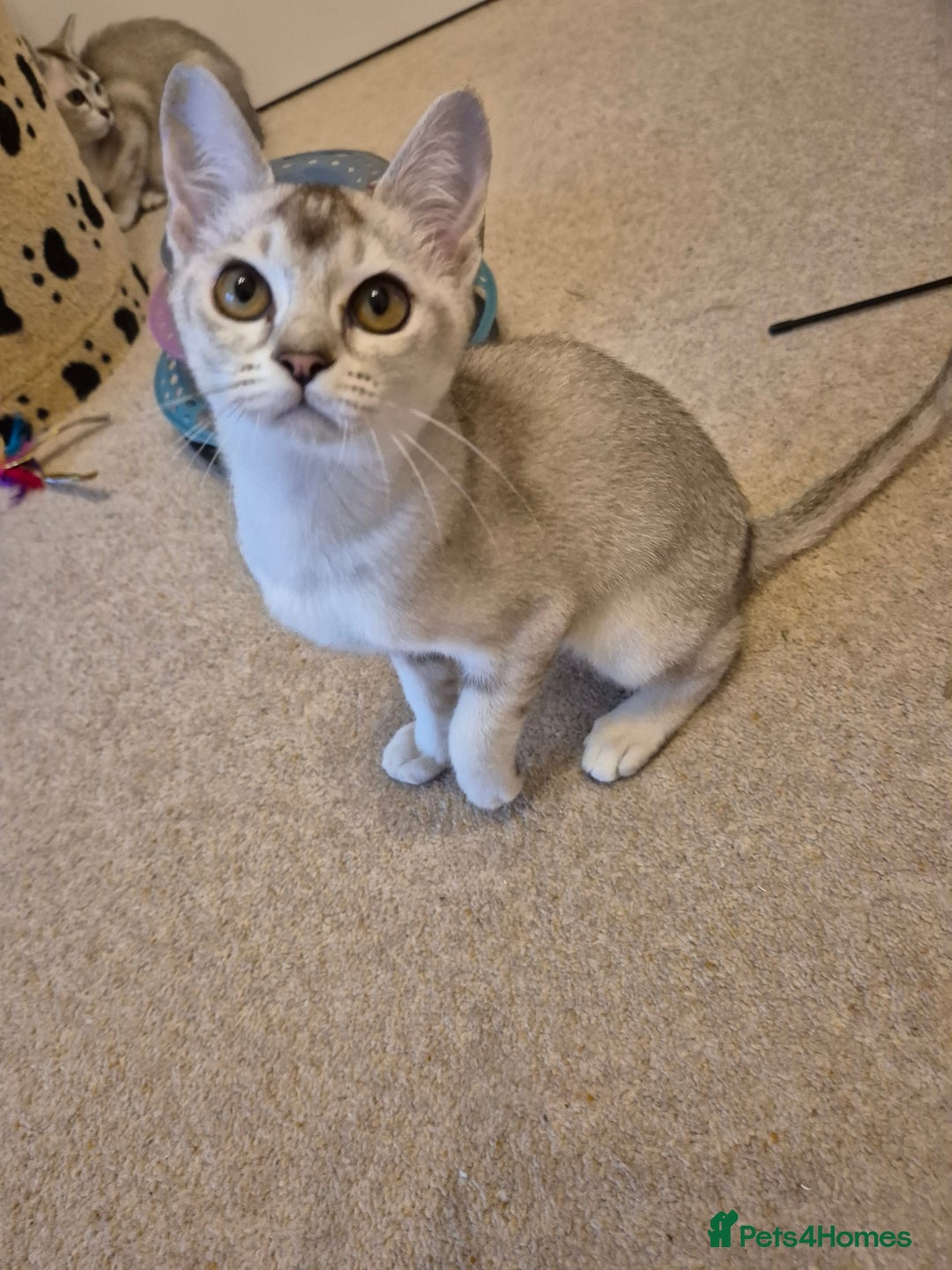 Burmilla cats for sale: Pedigree Burmilla Kittens - Advert 8