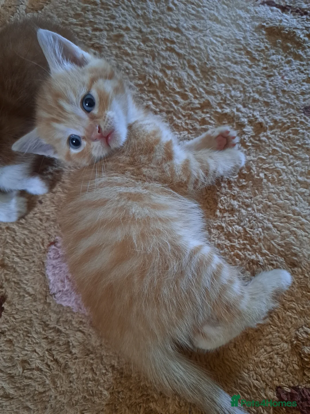 Mixed Breed cats for sale: Ginger, ginger white,white kittens prices vary - Advert 2